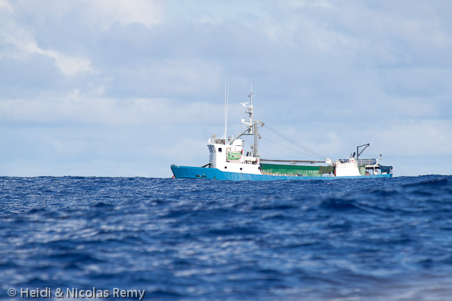 Rencontre océane avec le Maugaroa 2, goélette qui dessert les Iles Cook