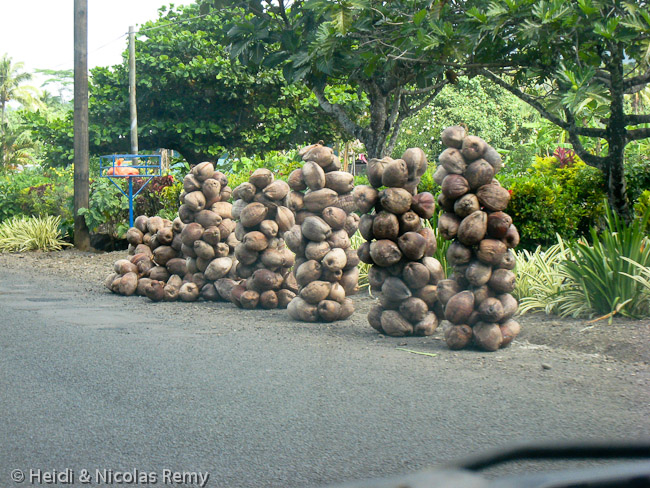 Les pittoresques tas de cocos au bord de la route
