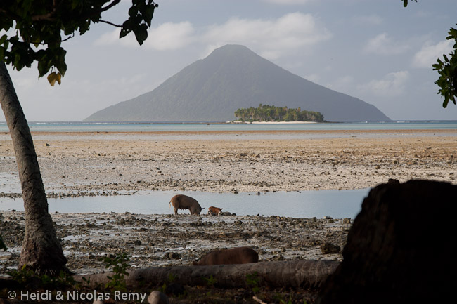 Les cochons de Niuatoputapu fouinent à marée basse avec le volcan de Tafahi en arrière-plan