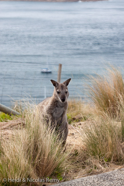 Un wallaby pose devant <em>Fleur de Sel</em> sur Deal Island !
