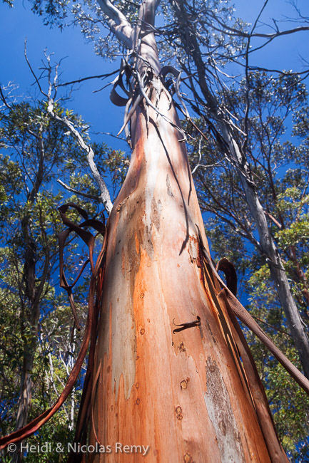 Magnifiques eucalyptus sur Woody Island
