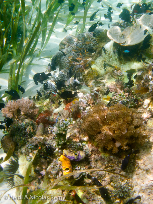 Jolie petite patate de corail avec anémone, en bordure des herbiers