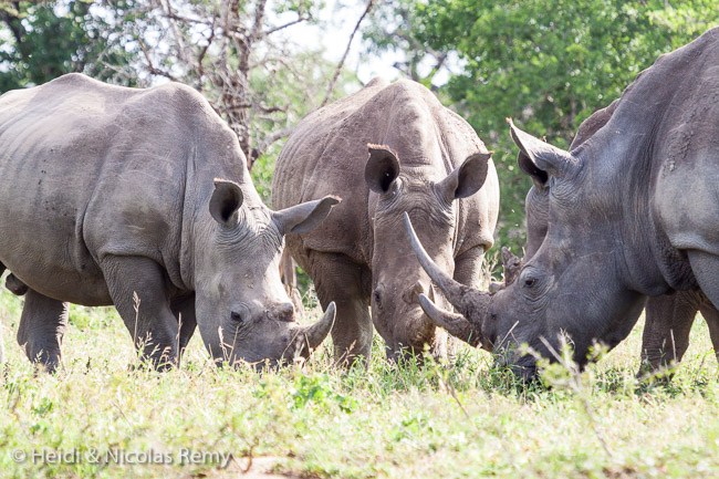 Rencontre au sommet entre rhinocéros