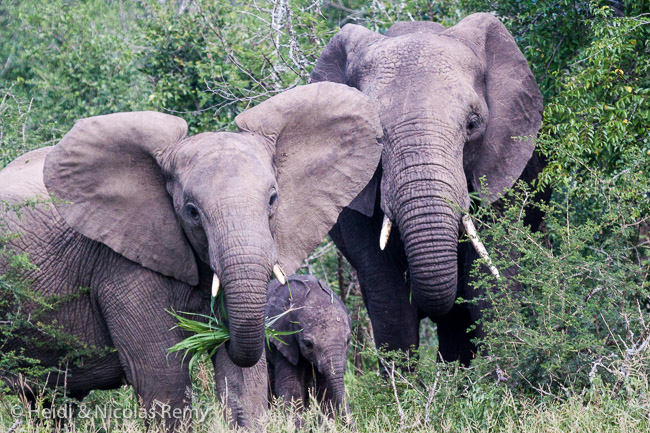 Famille d'éléphants avec la femelle, le petit et le patriarche