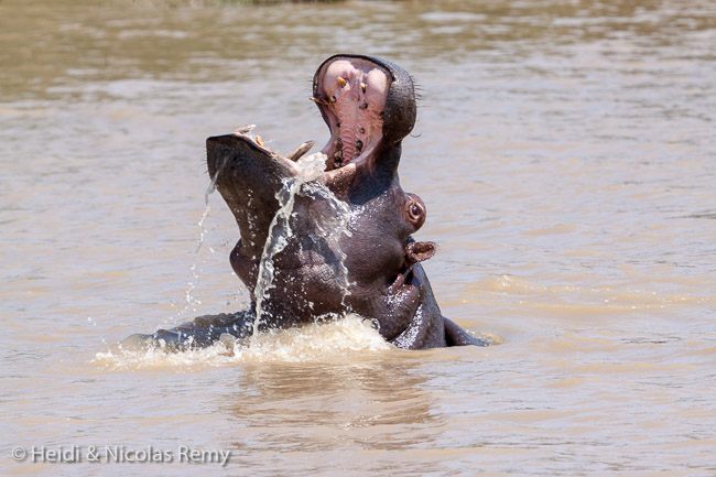 Magnifique grimace d'un hippopotame dominant