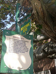Historic Fig Tree