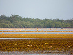 Platier et mangrove